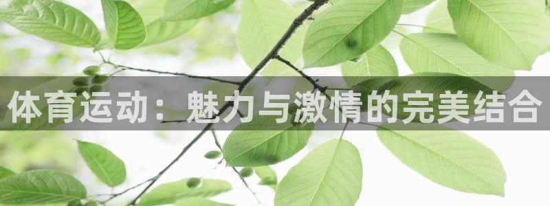 意昂4官网：体育运动：魅力与激情的完美结合